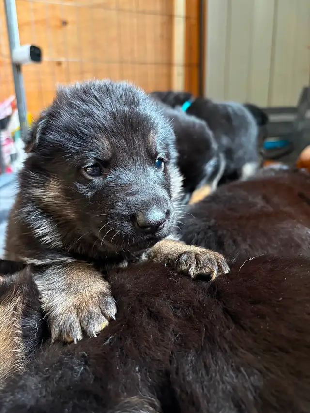 Chiot Berger allemand - Photo 9