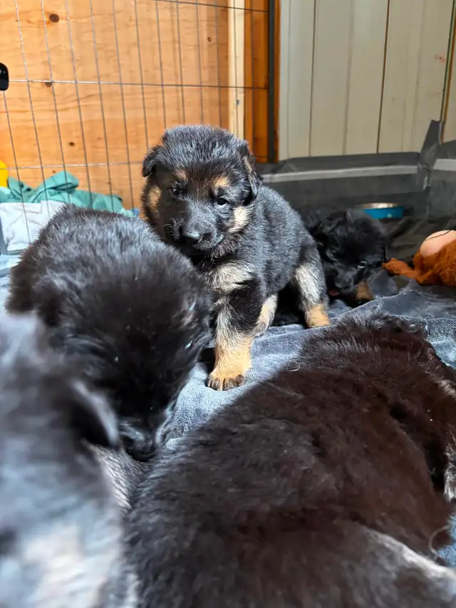 Chiot Berger allemand - Photo 10