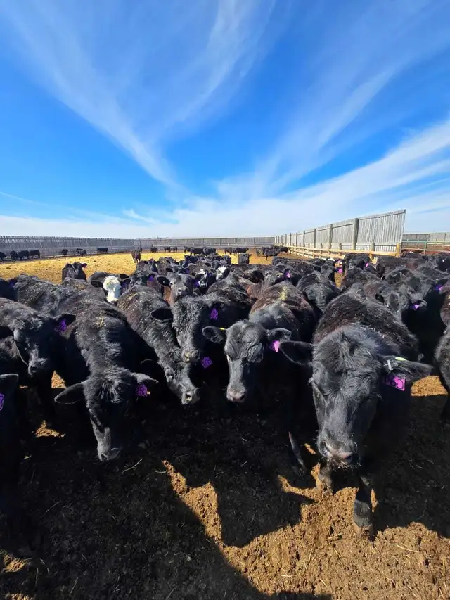 Fancy Replacement Heifers!