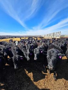 Fancy Replacement Heifers!