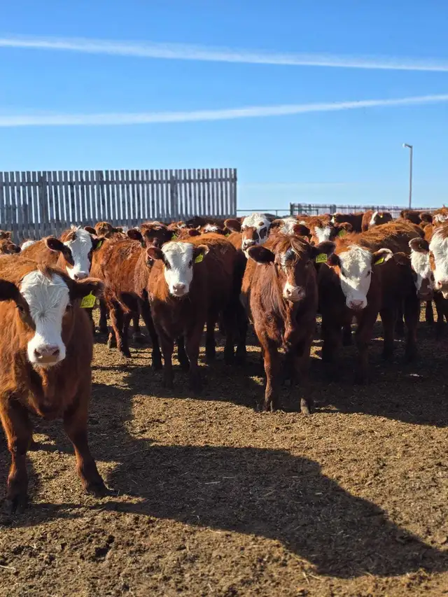 Fancy Replacement Heifers! - Photo 5