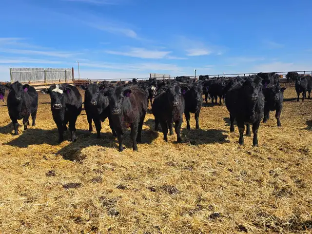 Fancy Replacement Heifers! - Photo 7