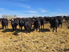 Fancy Replacement Heifers! - Photo 7