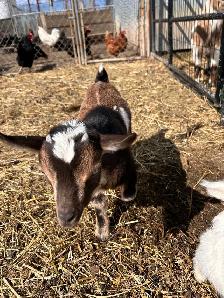 Nigerian Dwarf Goats