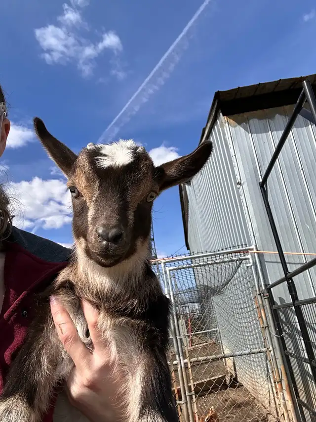 Nigerian Dwarf Goats - Photo 2