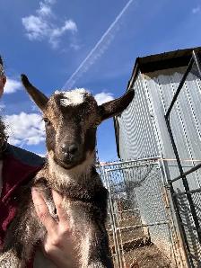 Nigerian Dwarf Goats - Photo 2