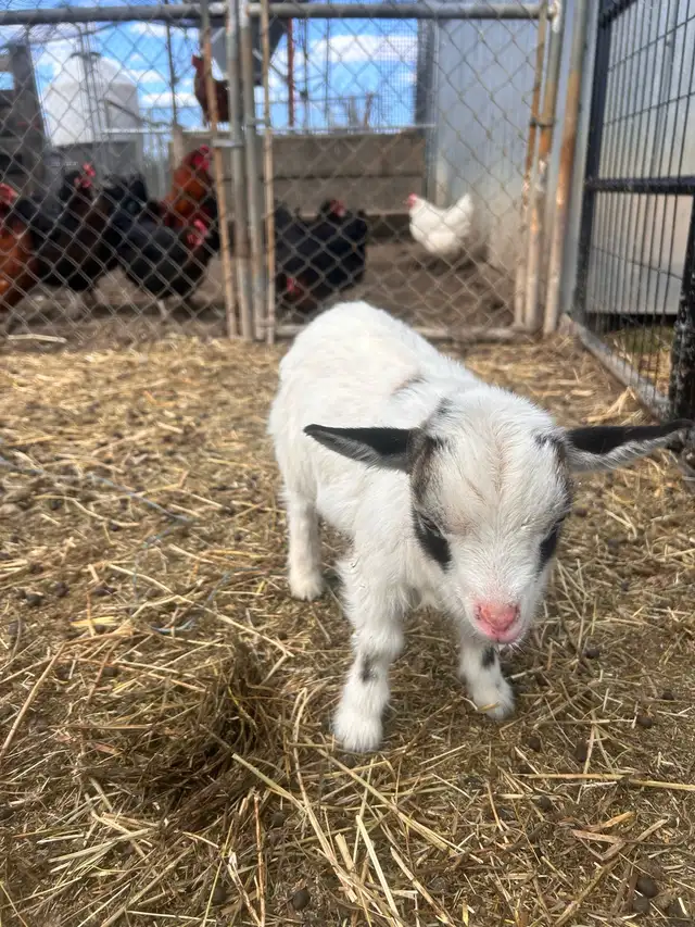 Nigerian Dwarf Goats - Photo 3