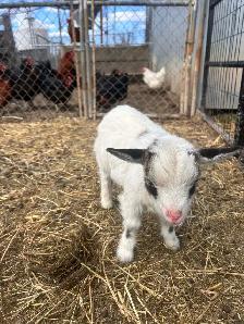 Nigerian Dwarf Goats - Photo 3