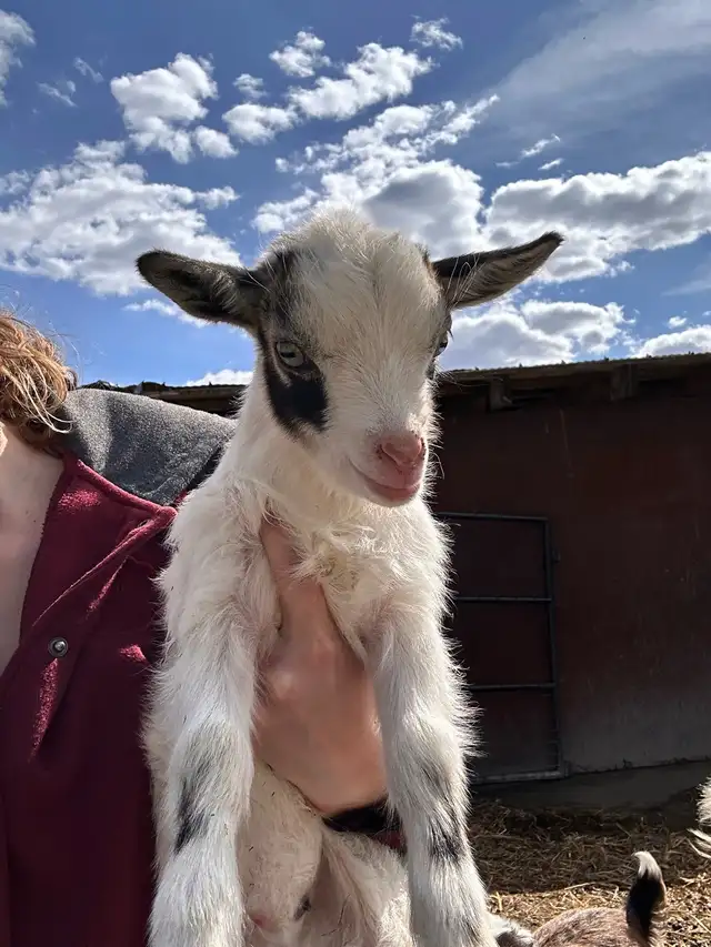 Nigerian Dwarf Goats - Photo 4