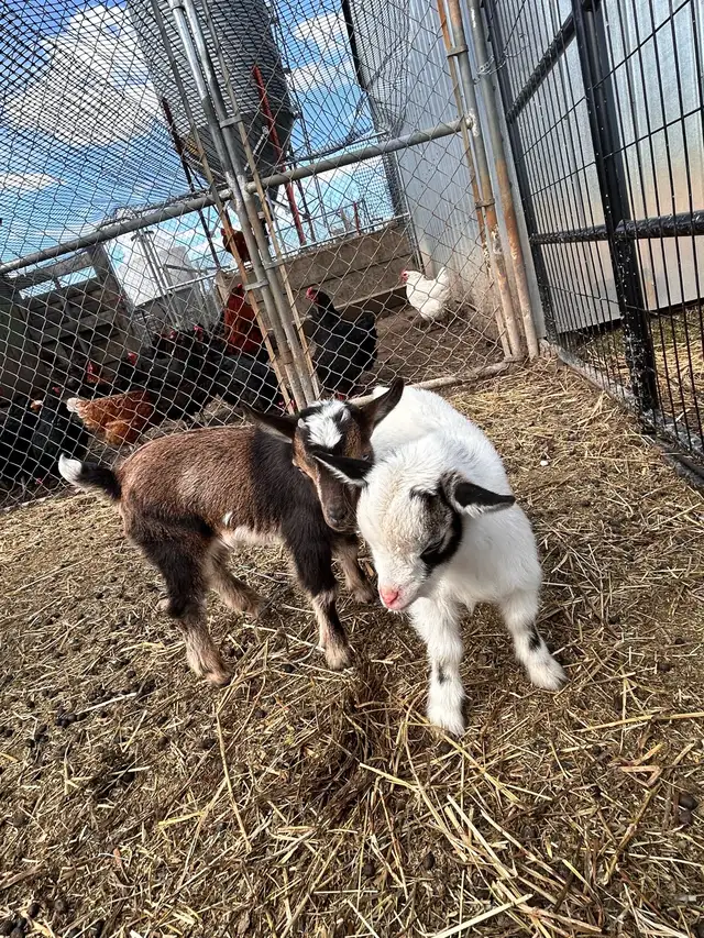 Nigerian Dwarf Goats - Photo 5