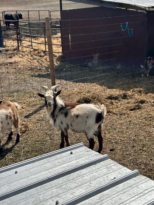 Nigerian Dwarf Goats - Photo 6