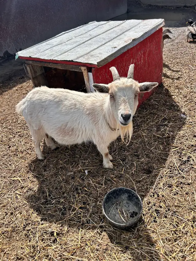 Nigerian Dwarf Goats - Photo 7