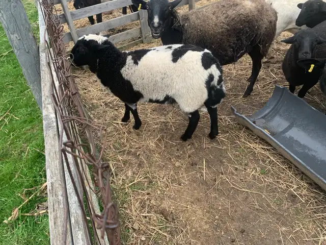 Lambs available