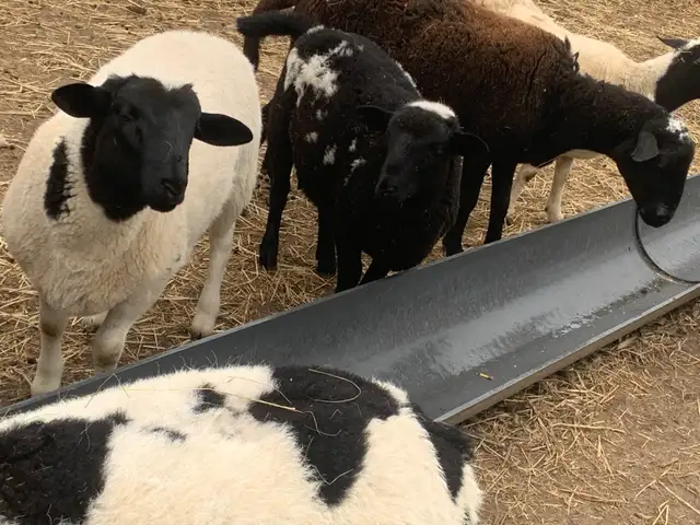 Lambs available - Photo 2