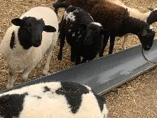 Lambs available - Photo 2