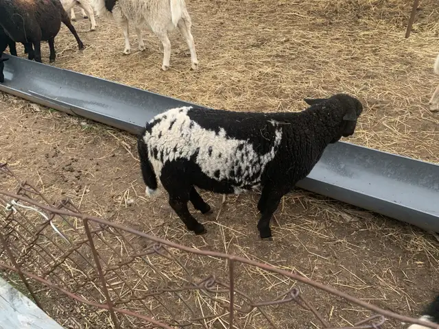 Lambs available - Photo 3