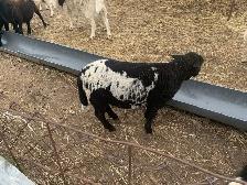 Lambs available - Photo 3