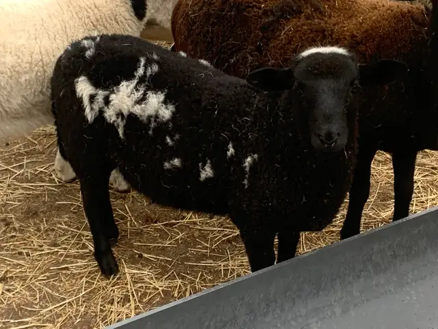 Lambs available - Photo 4