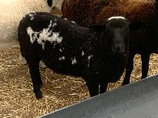 Lambs available - Photo 4