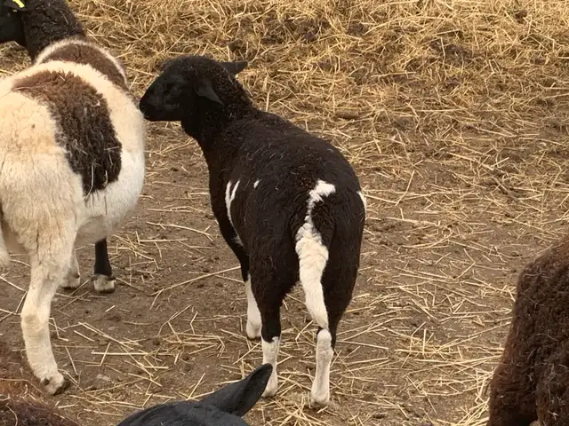 Lambs available - Photo 5