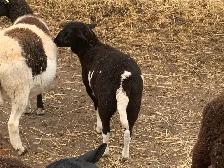 Lambs available - Photo 5