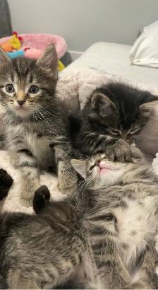 affordable cat sitting