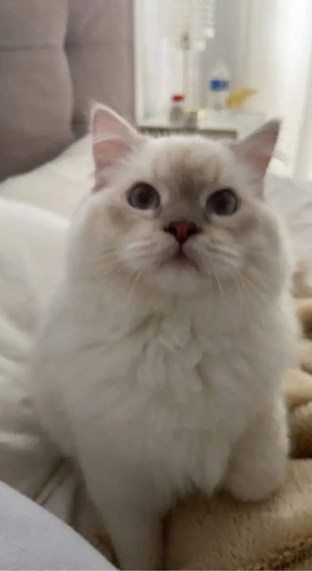 affordable cat sitting - Photo 2