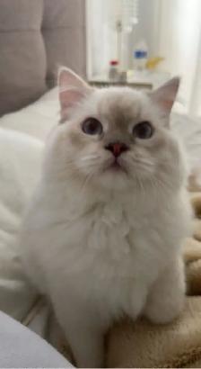 affordable cat sitting - Photo 2