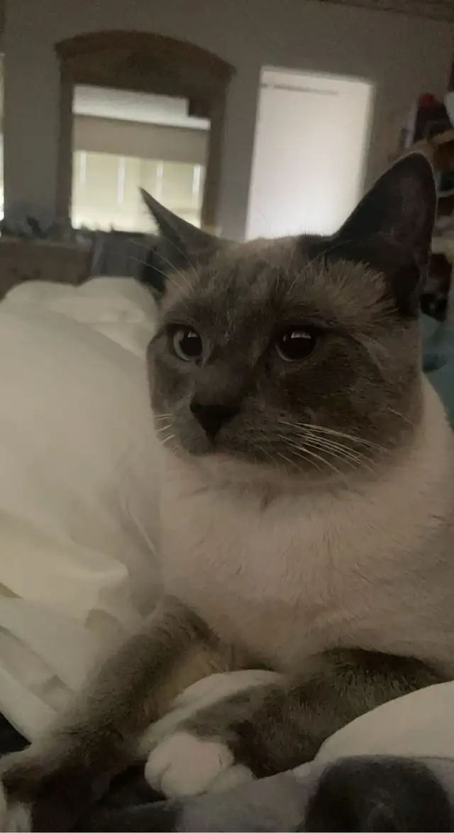 affordable cat sitting - Photo 3