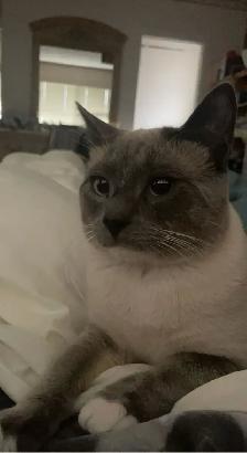 affordable cat sitting - Photo 3