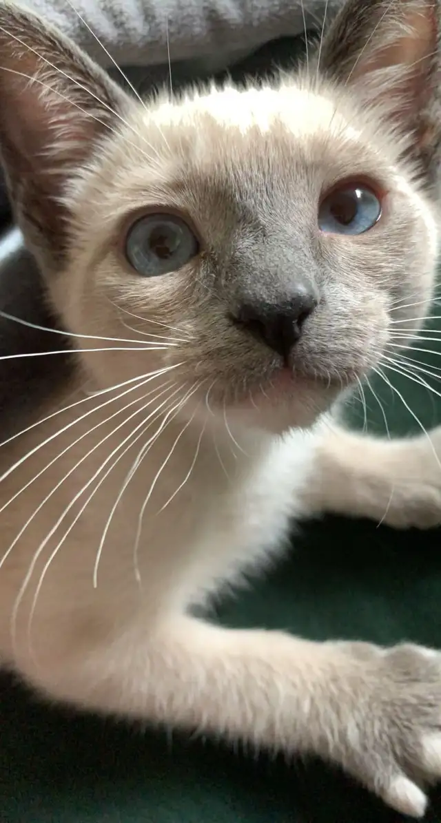 affordable cat sitting - Photo 4