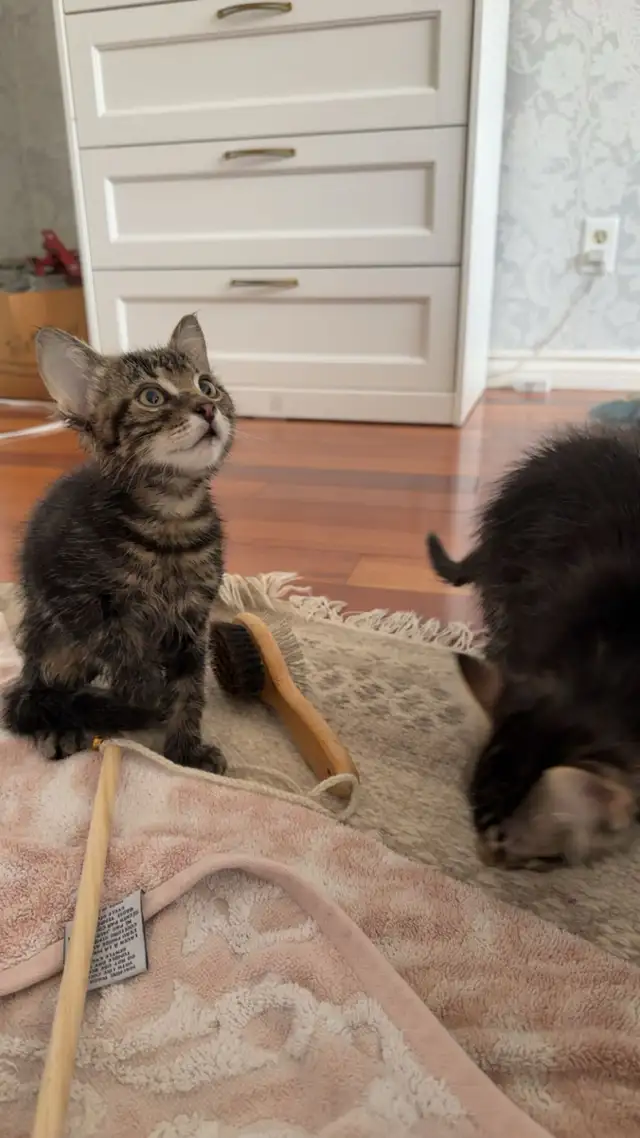 affordable cat sitting - Photo 5