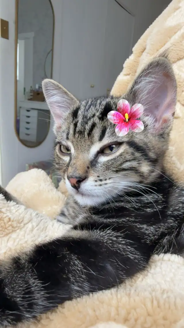 affordable cat sitting - Photo 6