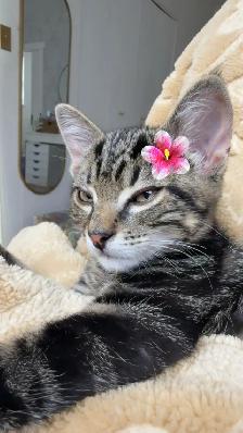 affordable cat sitting - Photo 6