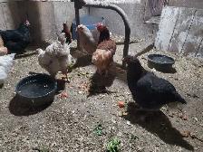 poules pondeuse de plus d'un an