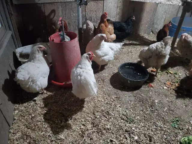 poules pondeuse de plus d'un an - Photo 2