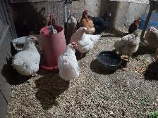 poules pondeuse de plus d'un an - Photo 2