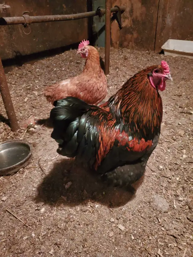 poules pondeuse de plus d'un an - Photo 3