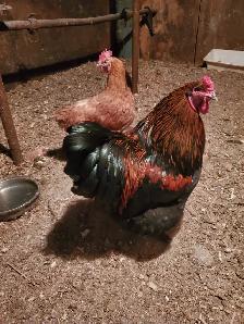 poules pondeuse de plus d'un an - Photo 3