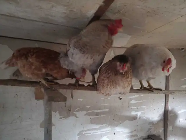 poules pondeuse de plus d'un an - Photo 4