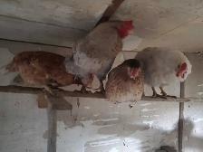poules pondeuse de plus d'un an - Photo 4