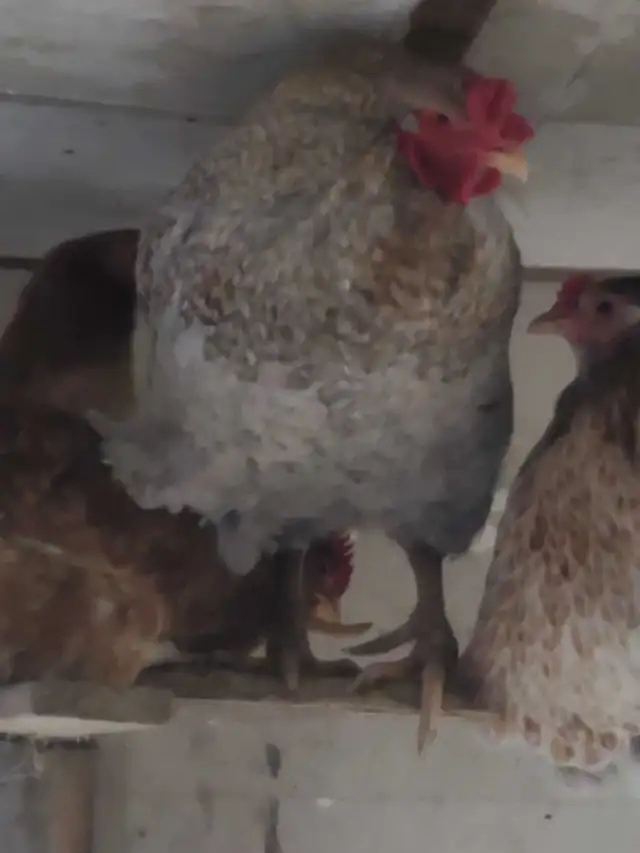 poules pondeuse de plus d'un an - Photo 5