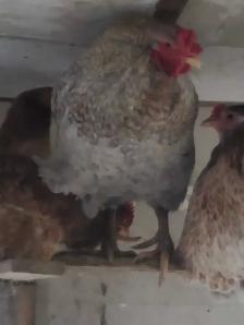 poules pondeuse de plus d'un an - Photo 5