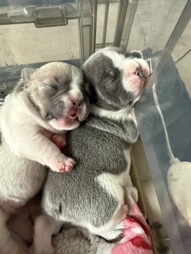 Pure Breed French Bulldog Puppies