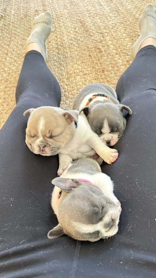 Pure Breed French Bulldog Puppies - Photo 2