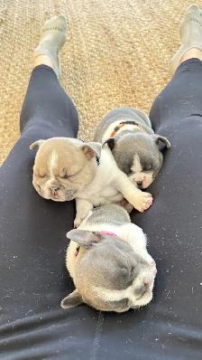 Pure Breed French Bulldog Puppies - Photo 2