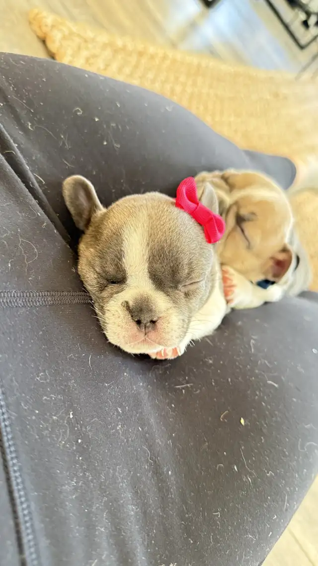 Pure Breed French Bulldog Puppies - Photo 3