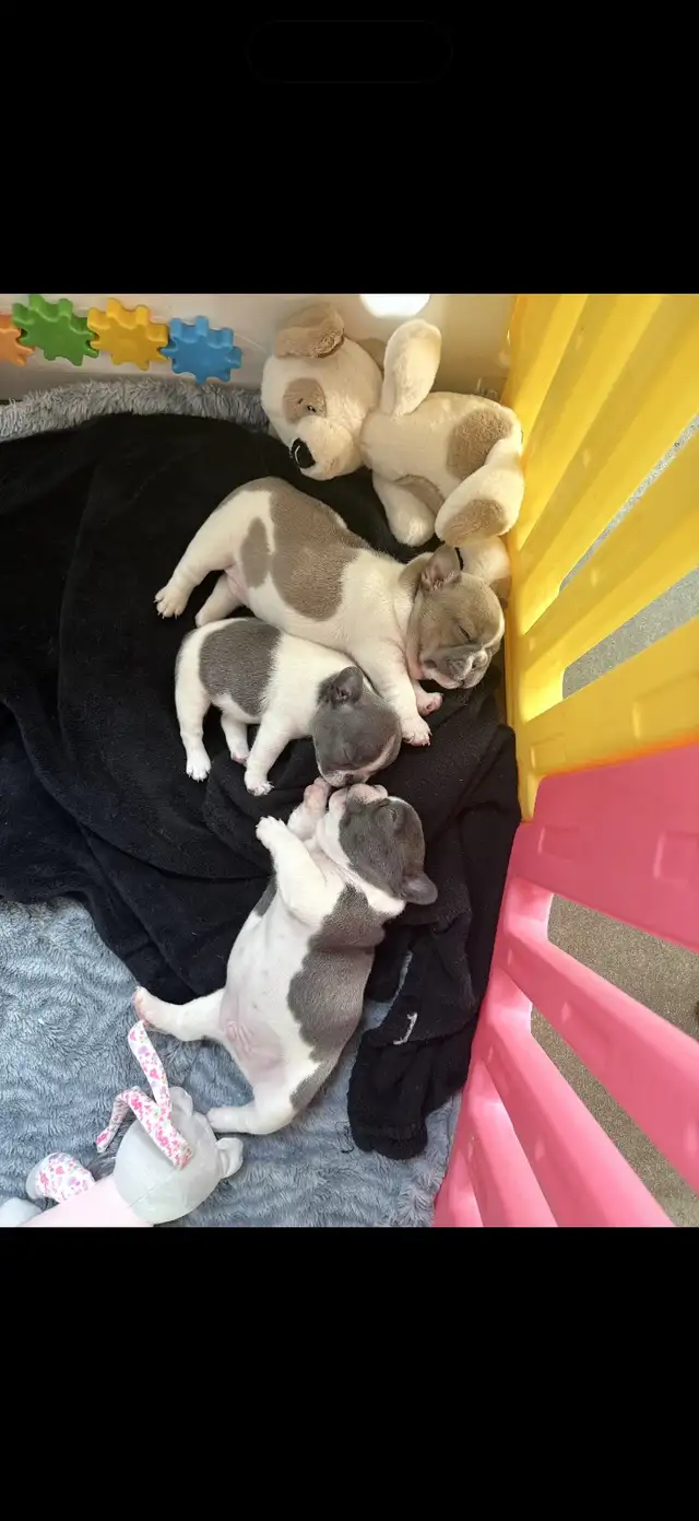 Pure Breed French Bulldog Puppies - Photo 4
