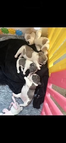 Pure Breed French Bulldog Puppies - Photo 4