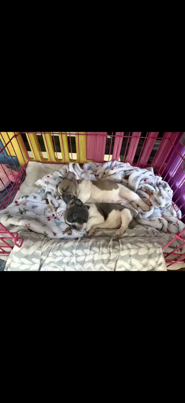 Pure Breed French Bulldog Puppies - Photo 5